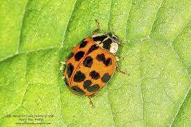 Multicolored Asian Lady Beetle Harmonia Axyridis Photo By Alfredo Colon Http Www Minnesotaseasons Com Insects Multicolored Asian Lady Beetle Html
