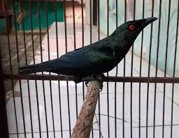 Mengenal Jenis Burung Cucak Keling Mitos Harga Dan Suara