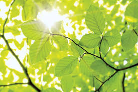 The maximum depth of the tree. Leaf Definition Parts Function Britannica