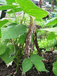 Dragon Tongue Bush Beans Bush Beans Heirloom Seeds Garden Seeds