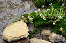 Image result for Chironia laxiflora