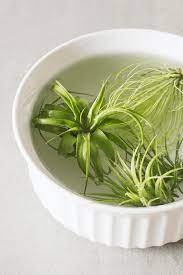 Water and warmth while the plants are growing spells growth. How Long Do You Soak Air Plants Plants And Beautiful Things Air Plants Air Plants Care Plants