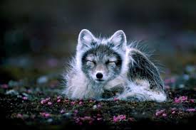 It supplements its diet with fish such as shellfish, mussels, and urchins. Amazing Facts About The Arctic Fox Onekindplanet Animal Education