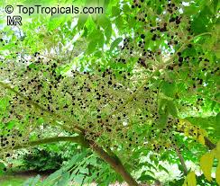 Image result for Tectaria angelicifolia