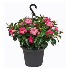 Rio 10 Hanging Basket Dipladenia Flowering Annual Shrub With Red Pink White And Raspberry Splash Blooms 1001319332 The Home Depot In 2021 Hanging Plants Spring Flowering Bulbs Reblooming Flowers