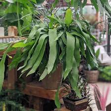 Image result for Ophrypetalum