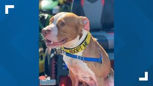 Please remember that owning a pet is a lifetime commitment, and we are looking for responsible and permanent homes for all our animals. L9uldrpdyfzevm