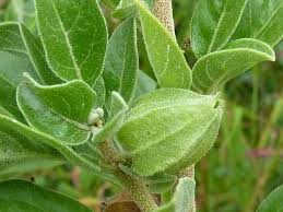 It grows in india, the middle east, and parts of africa. Ashwagandha Root Benefits Uses Dosage And Side Effects