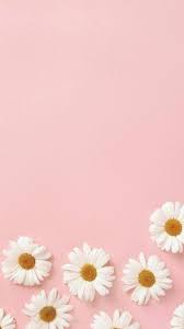 Wallpaper Pink Daisies Tumblr In 2020 Pink Flowers Background Iphone Background Pink Pink Flowers Wallpaper