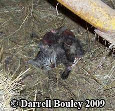 If you don't see her, monitor the kittens from a distance for a few hours. Animal Tracks Raccoon Predation On Domestic Cats