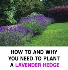 Advertisements Lavender Hedges Make Fantastic Windbreaks A Windbreak Re Advertisements Laven Lavender Hedge Hedges Landscaping Garden Hedges