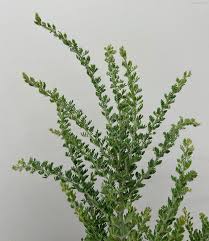 Image result for Acacia goetzei