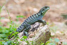 Maybe you would like to learn more about one of these? Australian Water Dragon Wikipedia