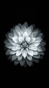 Download Black White Apple Lotus Flower Android Wallpaper Flower Iphone Wallpaper Retina Wallpaper Iphone 6 Wallpaper