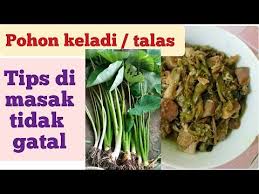 Kue lompong menjadi menarik karena bentuknya seperti kue mata sapi tetapi berwarna hitam. Tumis Keladi Atau Daun Talas Lompong Bebas Rasa Gatal Youtube Di 2021 Kacang Hijau Tumis Cara Memasak