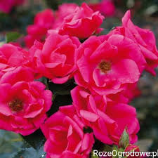 Z Pozoru Niepozorna A W Rzeczywistosci Wybitna Nowa Odmiana Rozy Rabatowej O Wyrazistym In 2020 Flower Gardening Diy Flowers Flower Garden