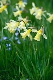 Narcissus W P Milner Narcissus Spring Plants Spring Garden