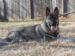 Puppy training classes are an excellent way to start your silver german shepherd's education, as well as beginning to socialize them with other people. Black And Silver Sable German Shepherd Germanshepherdpuppies Sable German Shepherd German Shepherd Dogs Large German Shepherd