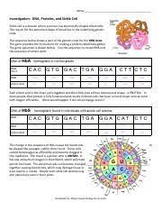 Point mutations will only change the corresponding mrna and amino acid, not the entire sequence, this type of mutation is not always harmful because the mrna may code for the same amino acid regardless of the change. Investigation Dna To Proteins Doc Name Ahmad Yahya Investigation Dna Proteins And Sickle Cell Sickle Cell Is A Disease Where A Person Has Abnormally Course Hero