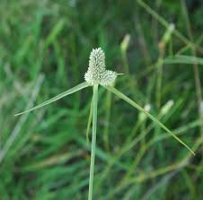 Image result for Kyllinga erecta