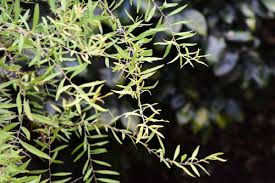 葉っぱが小さな木 庭木図鑑 植木ペディア