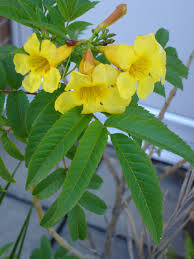 Image result for Bignoniaceae