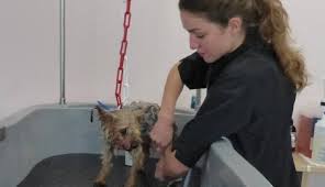 Un éducateur canin à rezé ? Un Salon De Toilettage Pour Chats Et Chiens