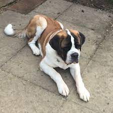 Find puppies in your area and helpful tips and info. Beautiful Male Short Hair St Bernard Ely Cambridgeshire Pets4homes