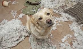 Pet insurance is a type of health insurance for your pets. Does Homeowners Insurance Cover Pet Damage Allstate