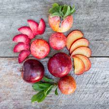 Image result for Apricot 1972 Hussmann