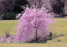 This Is Definitely Going Into The Garden Trees To Plant Weeping Cherry Tree Garden Trees