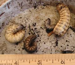 Résultat de recherche d'images pour "metallic green fig beetle"