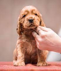 Pin By Jade Dungey On Cute Dogs Cocker Spaniel Puppies Beautiful Puppy Puppies