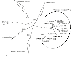Phylogenetic Tree Showing The Relationship Of The Wps 2 16s