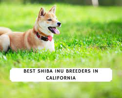 Shiba inu puppies for sale northern california. 7 Best Shiba Inu Breeders In California 2021 We Love Doodles