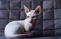 78 Most Popular Sphynx Cat Names - BuzzSharer