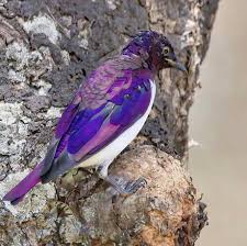 Really great looking bird,both male and female.vogelpark walsrode germany. This Is A Violet Backed Starling Or Plum Starling That Lives In Sub Saharan Africa 9gag