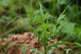 Image result for Lactuca indica