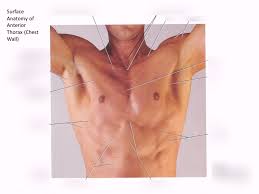 Prep for a quiz or learn for fun! Surface Anatomy Of Chest Wall Diagram Quizlet