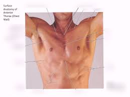 The thoracic wall receives blood supply from the subclavian artery, the axillary artery and the thoracic aorta and is drained by the intercostal veins to the azygos veins and the superior vena cava. Surface Anatomy Of Chest Wall Diagram Quizlet