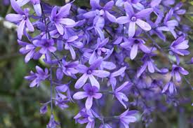 Image result for Petrea volubilis