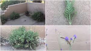 Check spelling or type a new query. What Is This Plant Is It A Lavender Russian Sage Or Something Else Gardening Landscaping Stack Exchange
