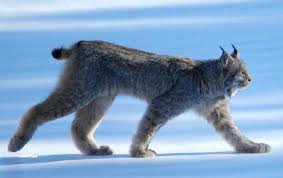 Ссылка на полный каталог lynx. Another Dead Lynx Found In Germany