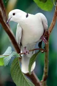 Birds Kus Guzel Kuslar Hayvanlar Hayvanlar Alemi