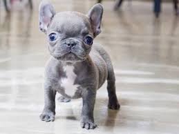 Find french bulldog puppies and breeders in your area and helpful french bulldog information. Mini Blue Teacup French Bulldog Puppies Bulldog Puppies French Bulldog Blue Teacup French Bulldogs