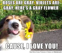 Dog Poem Pictures Owned Com Funny Dog Pictures Dog Poems Animals