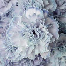 Free shipping on orders over $25 shipped by amazon. Dusty Blue Wedding Flower Carnations Diy Wedding Flowers Fiftyflowers