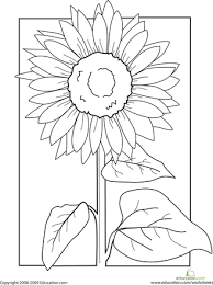Color The Sunflower Worksheet Education Com Sunflower Coloring Pages Sunflower Drawing Easy Drawings
