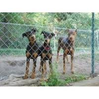 Maintaining professional composure in social situations. Doberman Pinscher Breeders In Arizona