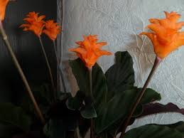 How To Care For Calathea Crocata Eternal Flame Plant Smart Garden Guide
